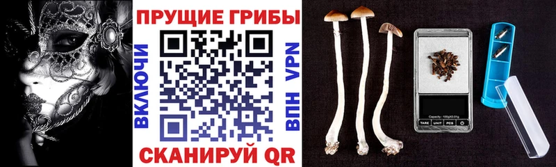 Галлюциногенные грибы GOLDEN TEACHER что такое Слюдянка